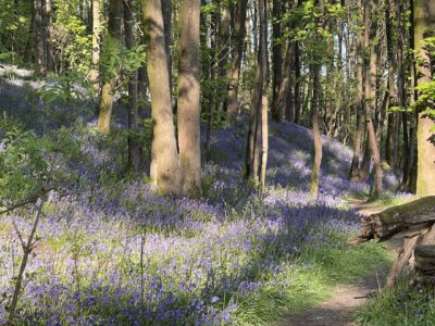 Bluebells in the wood Photo of wild Bluebells