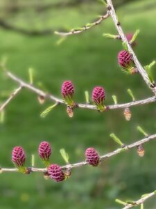 Larch Cones Photo of Larch Cones close up