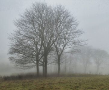 Bannockburn Golf Course Photo of tree on a misty morning at Bannockburn Golf Course