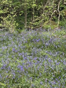 Bluebells Photo of wild Bluebells