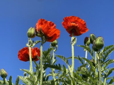 Poppies Photo of poppies
